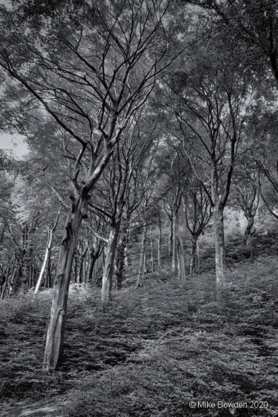 Glamorgan.  Castell Coch grounds.