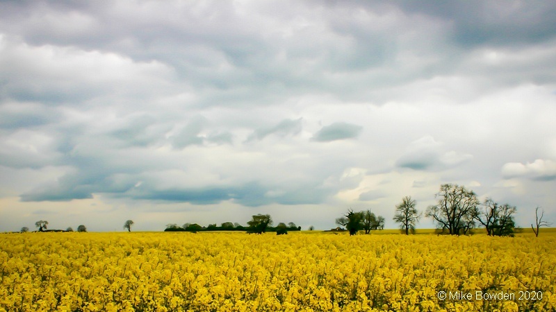 Rapeseed field.