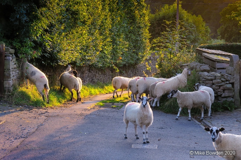 Cheshire.  Neighbours at our cottage in Bollington