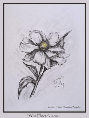 2024-10-28-Wild-Flower-drawing