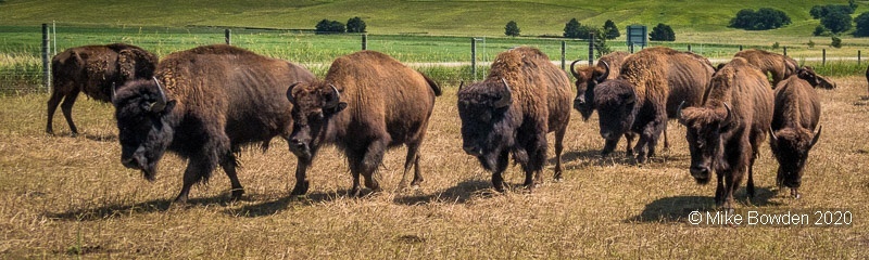 Illinois.  Bison at old mid western town