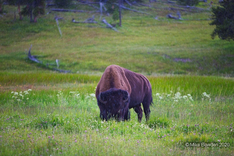 Yellowstone National Park, Bison