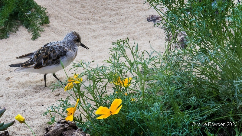 California.  Monterey Aquarium.