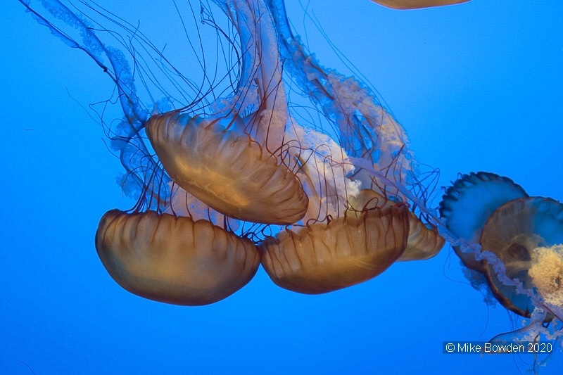 California.  Monterey Aquarium.