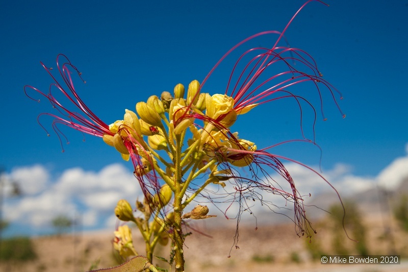 Nevada.  Red Rock Canyon Flower.