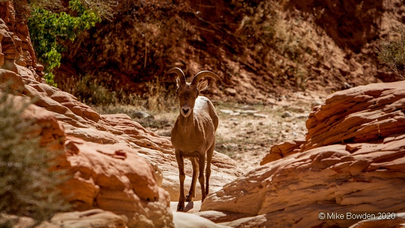 Utah. Zion National Park.