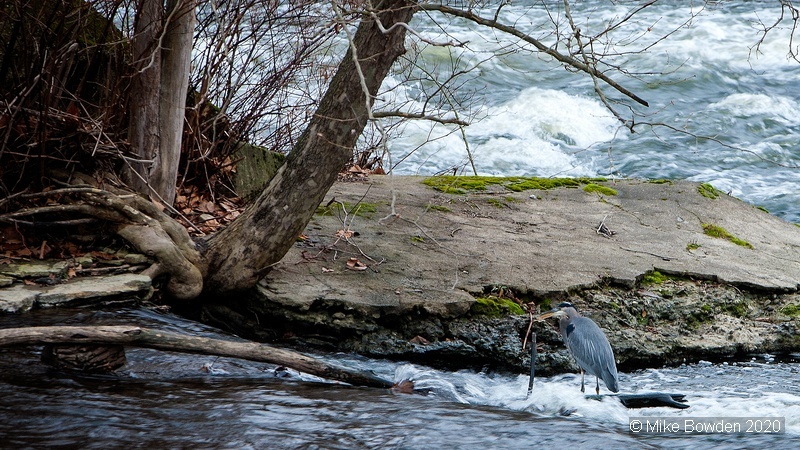 Ohio wildlife.